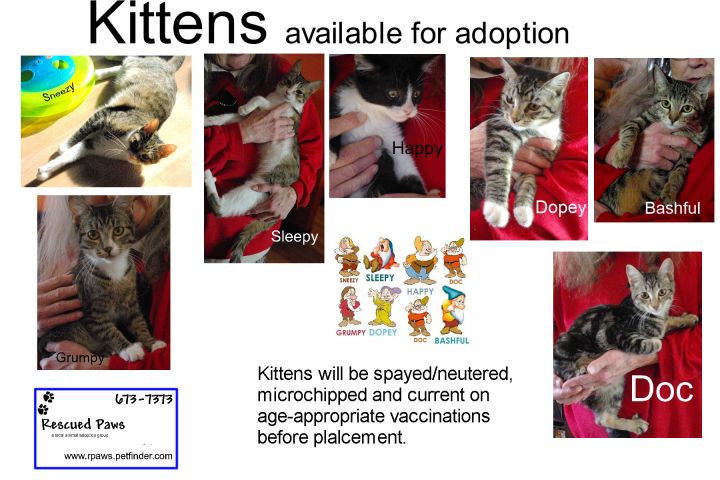Seven Kittens 6