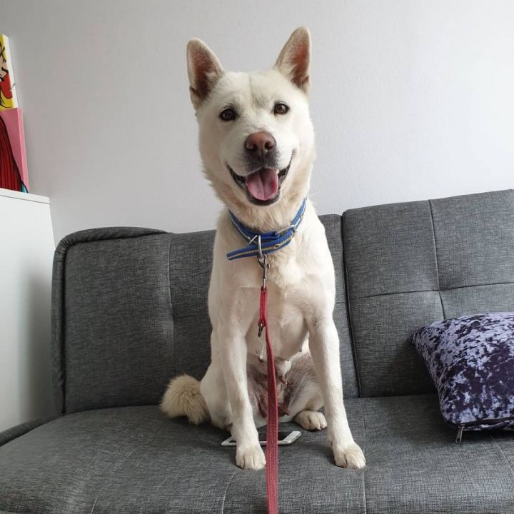 Dog For Adoption Sophia A Jindo Shiba Inu Mix In
