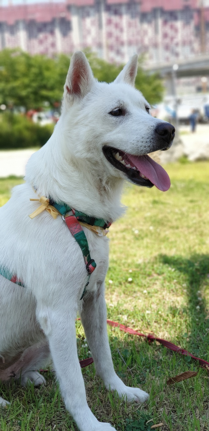 Dog For Adoption Sophia A Jindo Shiba Inu Mix In