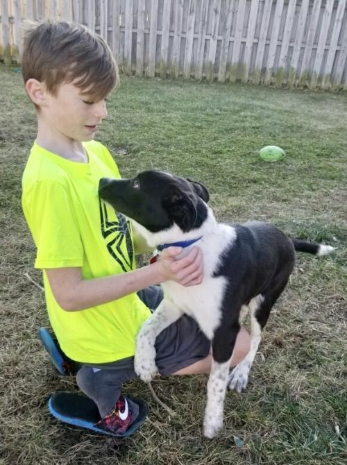 Dog For Adoption York A Border Collie German Shorthaired