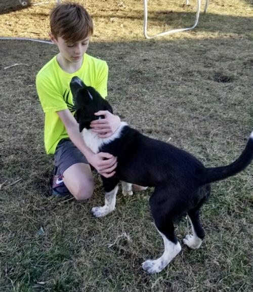 Dog For Adoption York A Border Collie German Shorthaired