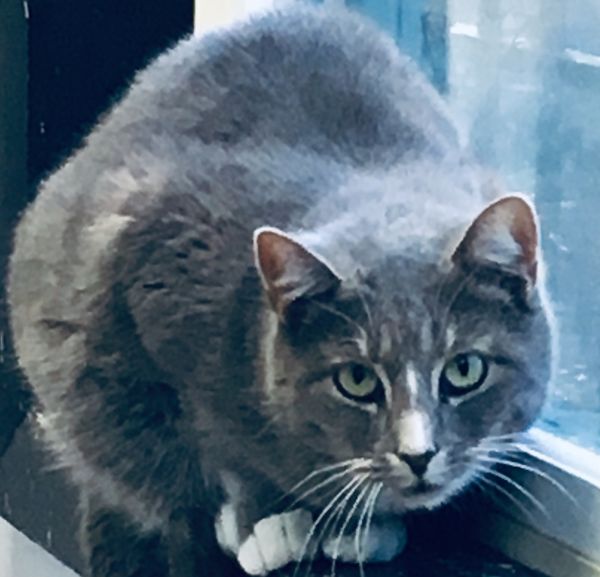 Adoption Process Humane Society of Walden