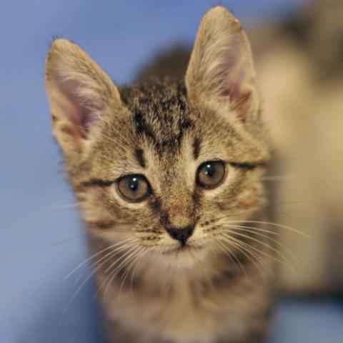 Cat For Adoption Wiz Khalifa 28 A Domestic Short Hair In Austin