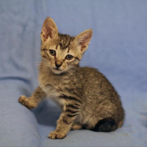 Cat For Adoption Wiz Khalifa 28 A Domestic Short Hair In Austin