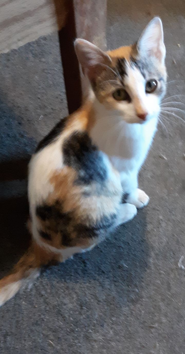 Attitudes Of Calico Cats Lovetoknow