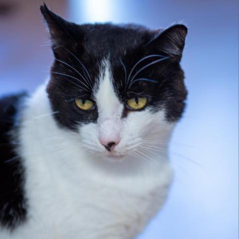 BW, an adoptable Domestic Short Hair in Cumming, GA, 30040 | Photo Image 1