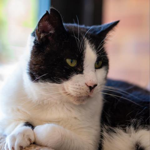 BW, an adoptable Domestic Short Hair in Cumming, GA, 30040 | Photo Image 2