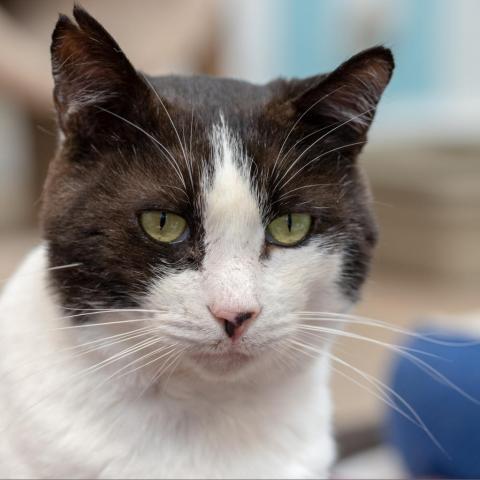 BW, an adoptable Domestic Short Hair in Cumming, GA, 30040 | Photo Image 3