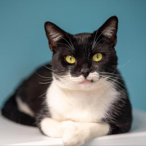 Buford, an adoptable Domestic Short Hair in Cumming, GA, 30040 | Photo Image 1