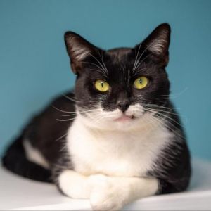 Buford, Adult Male unknown