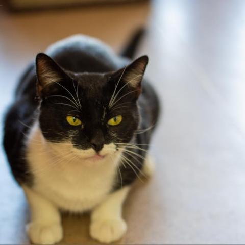 Buford, an adoptable Domestic Short Hair in Cumming, GA, 30040 | Photo Image 2