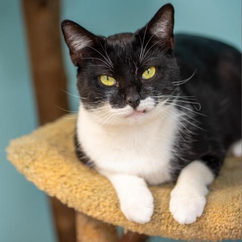 Buford, an adoptable Domestic Short Hair in Cumming, GA, 30040 | Photo Image 3