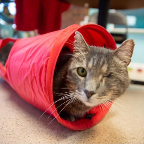 Fennster, an adoptable Domestic Short Hair in Cumming, GA, 30040 | Photo Image 2