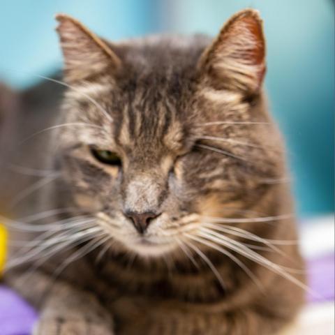 Fennster, an adoptable Domestic Short Hair in Cumming, GA, 30040 | Photo Image 3