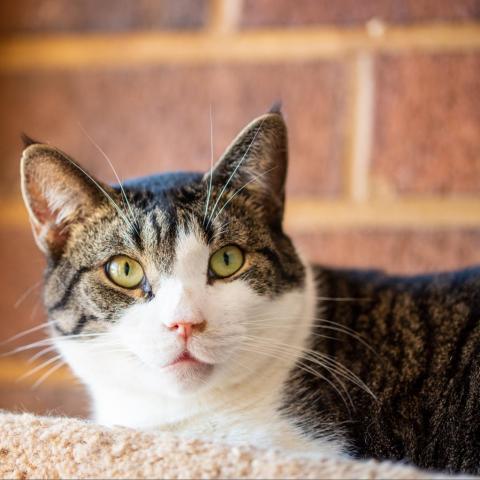 Captain, an adoptable Domestic Short Hair in Cumming, GA, 30040 | Photo Image 1