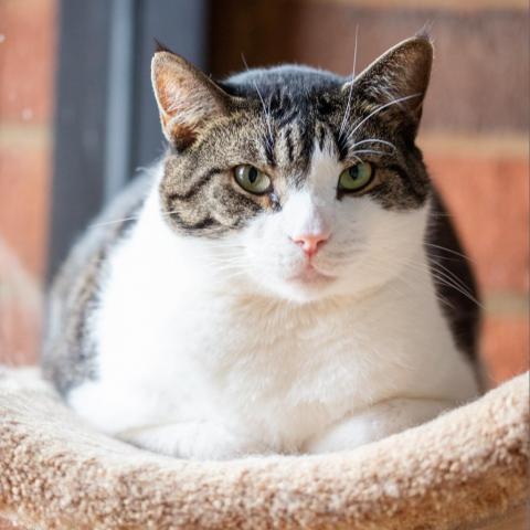 Captain, an adoptable Domestic Short Hair in Cumming, GA, 30040 | Photo Image 2