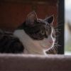 Captain photo 3