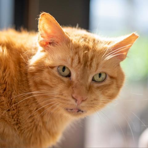 Fielder, an adoptable Domestic Short Hair in Cumming, GA, 30040 | Photo Image 1