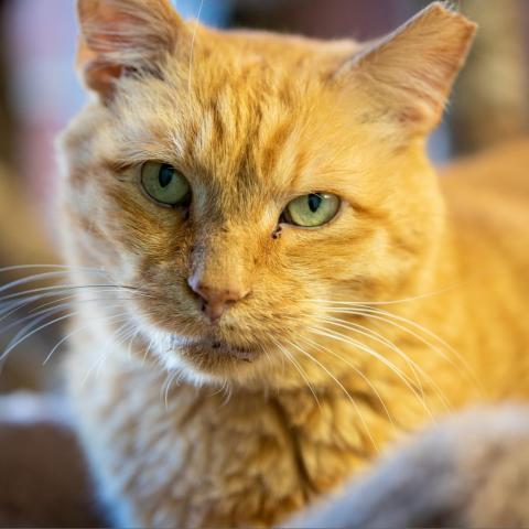 Fielder, an adoptable Domestic Short Hair in Cumming, GA, 30040 | Photo Image 2