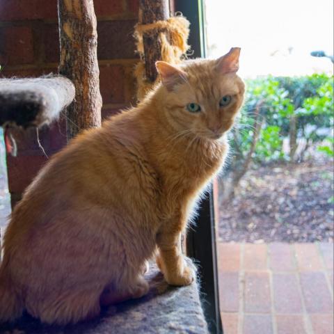 Fielder, an adoptable Domestic Short Hair in Cumming, GA, 30040 | Photo Image 3