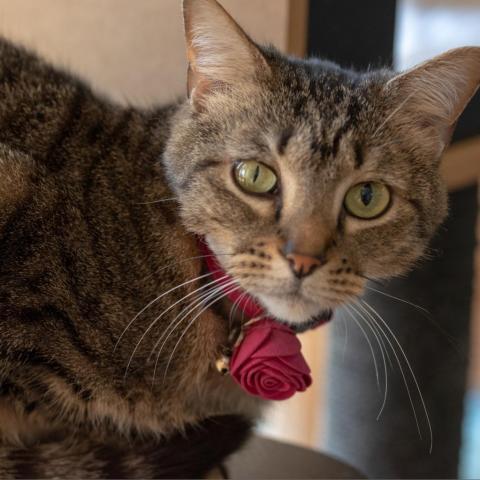 Emmy, an adoptable Domestic Short Hair in Cumming, GA, 30040 | Photo Image 1