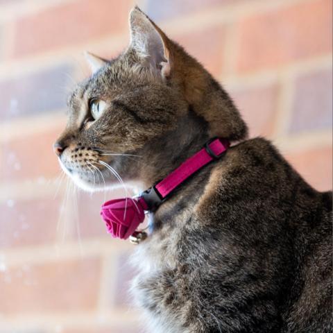 Emmy, an adoptable Domestic Short Hair in Cumming, GA, 30040 | Photo Image 3