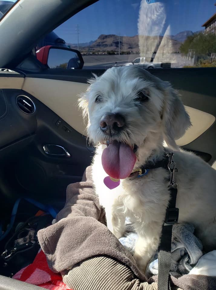Dog For Adoption Chance A Tibetan Terrier Mix In Las Vegas Nv