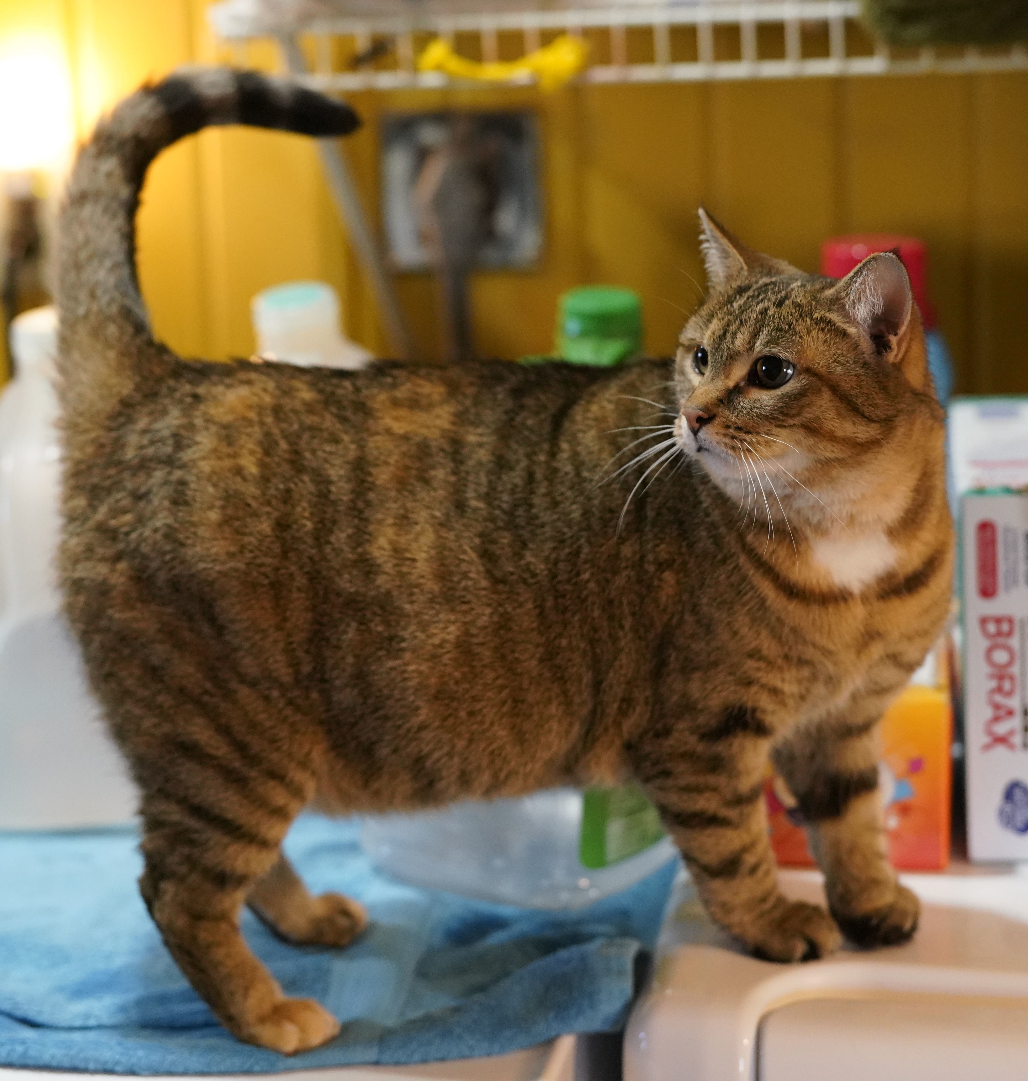 Mulan, an adoptable Torbie in Ashland, OH, 44805 | Photo Image 2