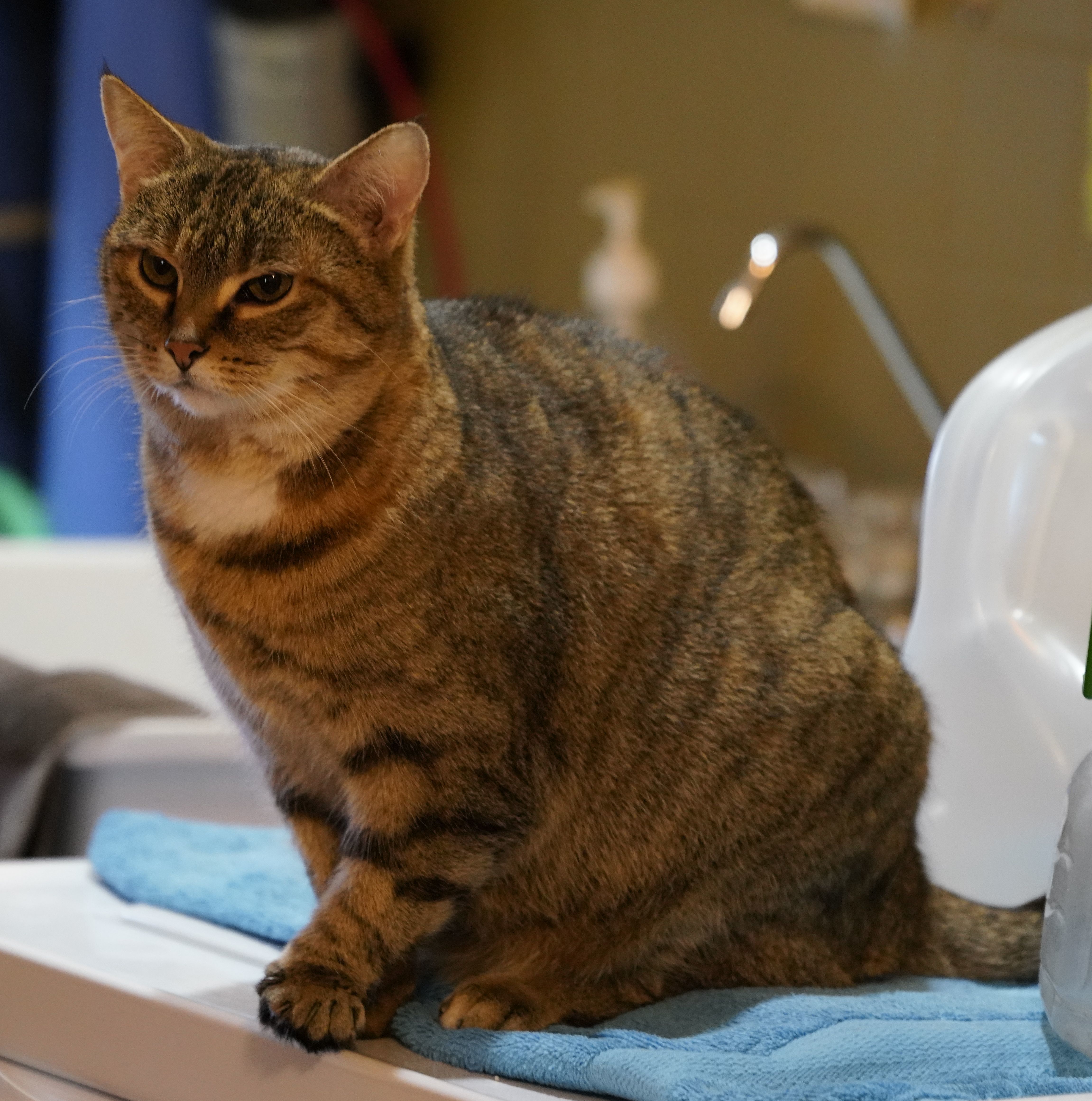 Mulan, an adoptable Torbie in Ashland, OH, 44805 | Photo Image 1