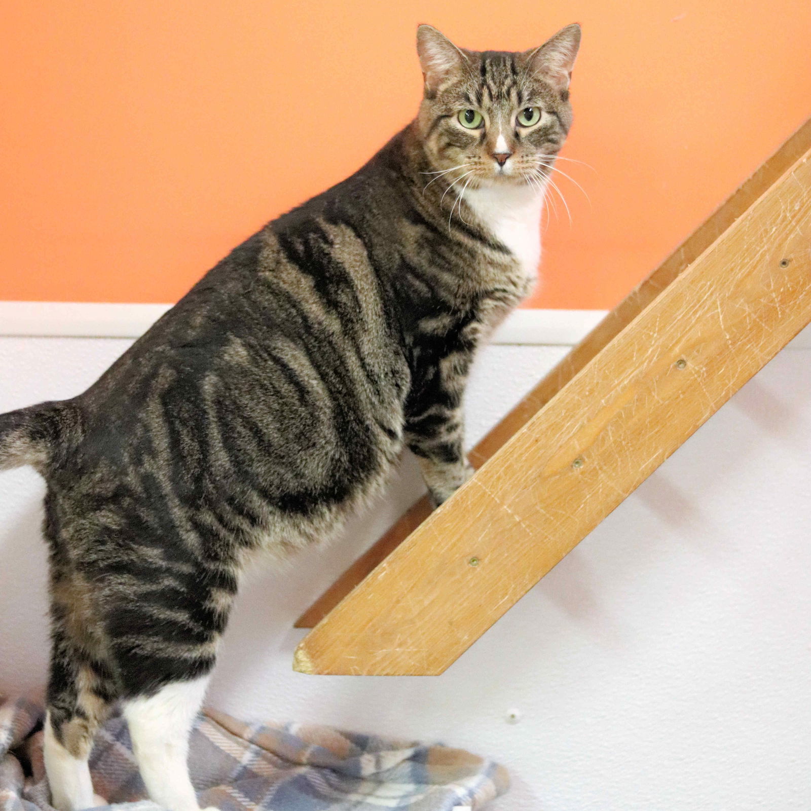 Nelson, an adoptable American Shorthair in Estherville, IA, 51334 | Photo Image 1