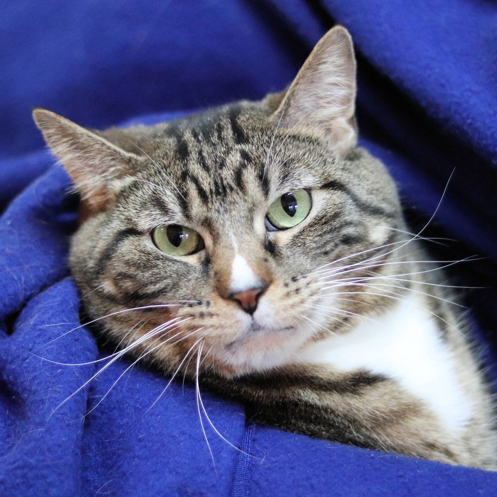 Nelson, an adoptable American Shorthair in Estherville, IA, 51334 | Photo Image 2