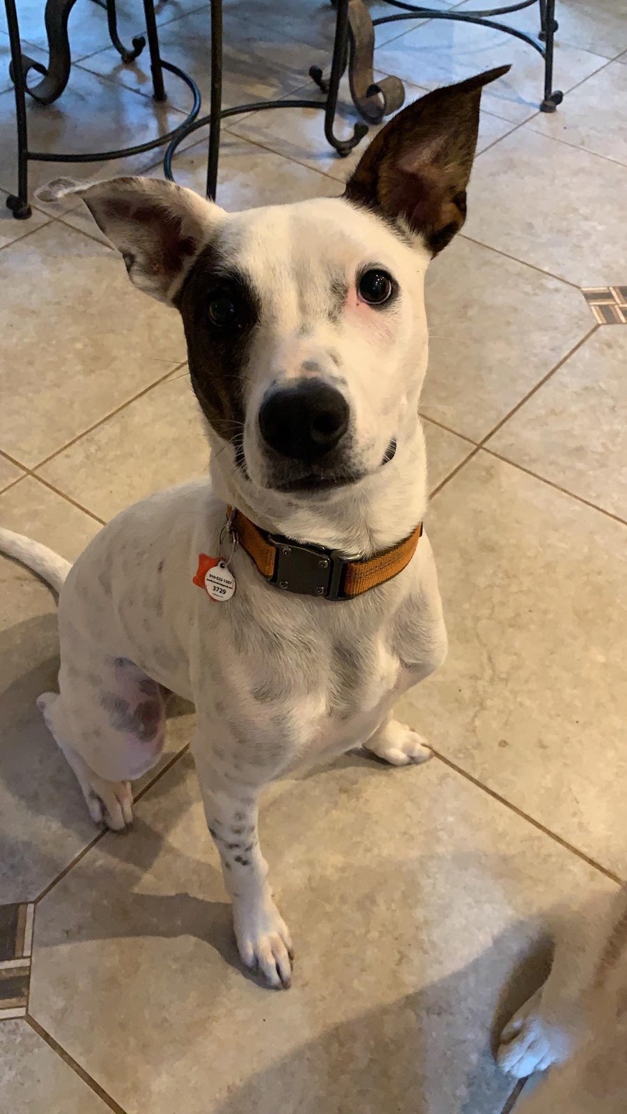 Sid, an adoptable Cattle Dog, Jack Russell Terrier in Holly Springs, NC, 27540 | Photo Image 2