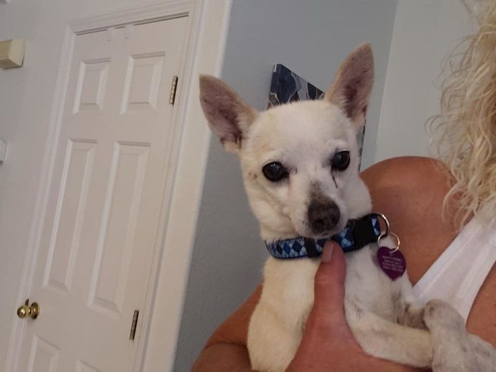Dog For Adoption Mr Wilson A Chihuahua In Las Vegas Nv Petfinder