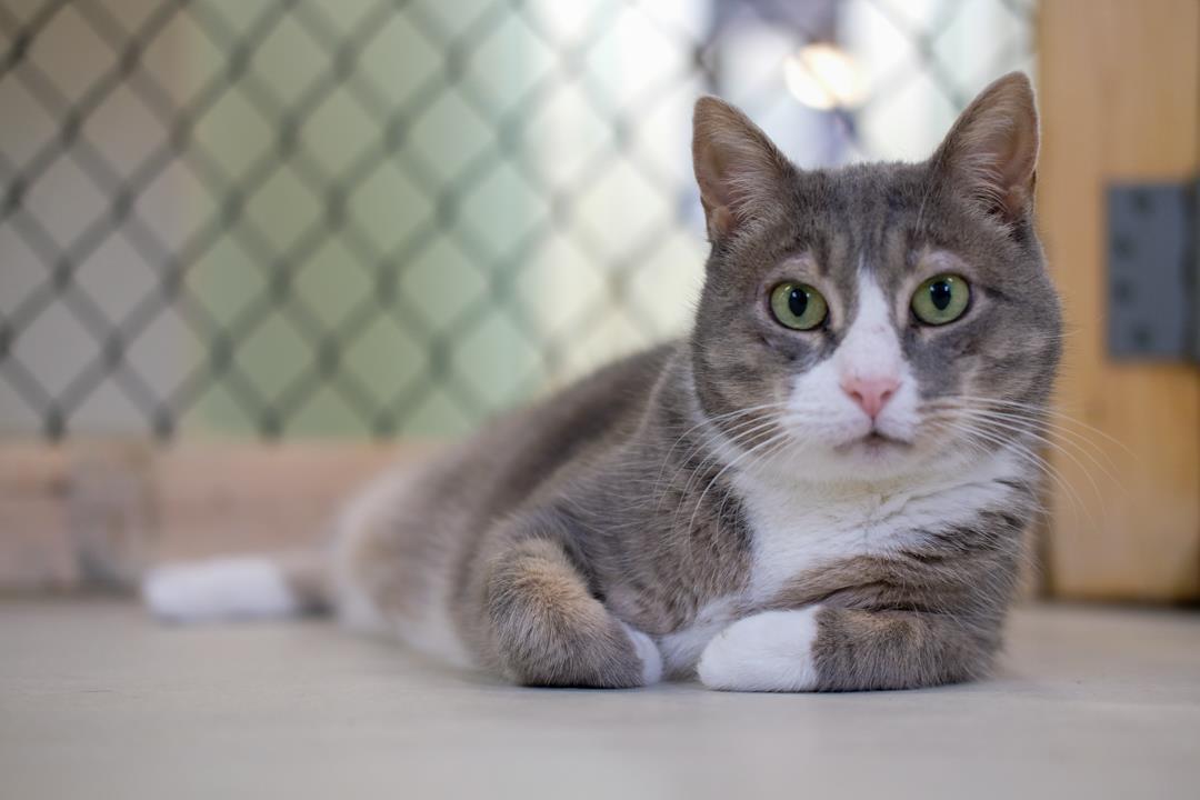 Applejack, an adoptable Domestic Short Hair in Beacon, NY, 12508 | Photo Image 1