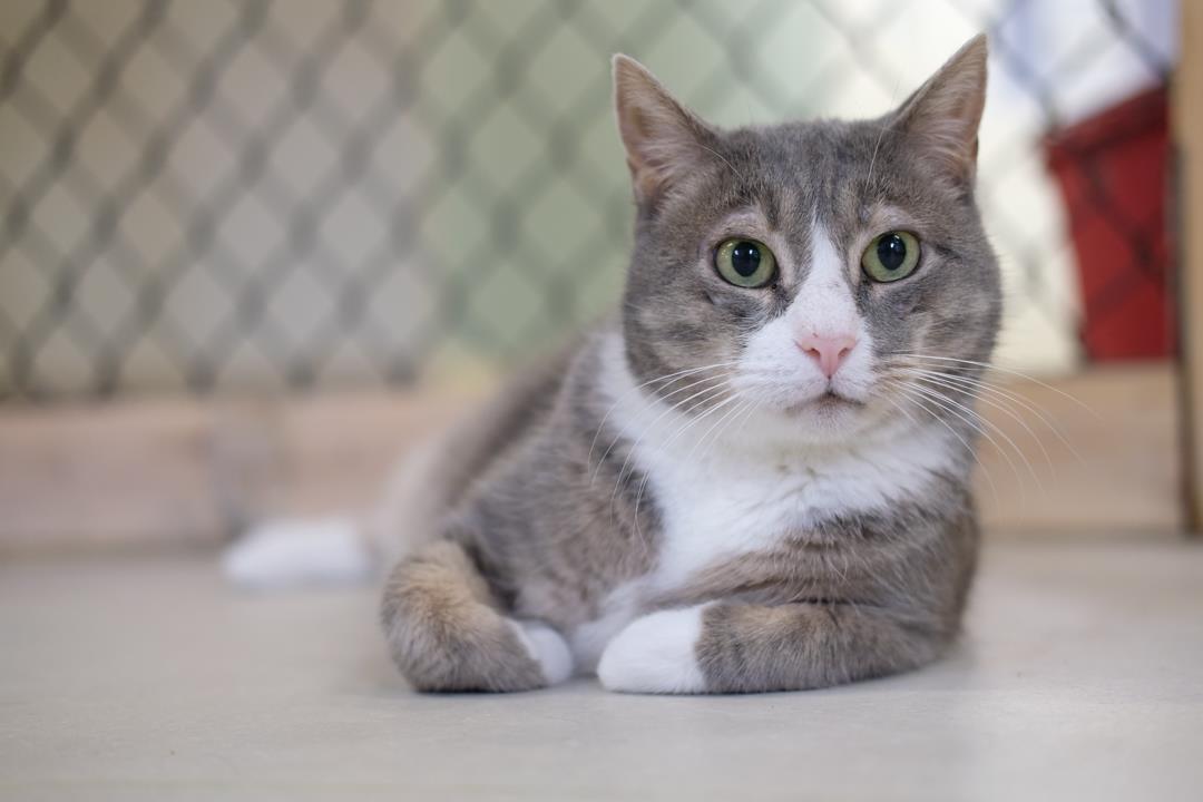 Applejack, an adoptable Domestic Short Hair in Beacon, NY, 12508 | Photo Image 2