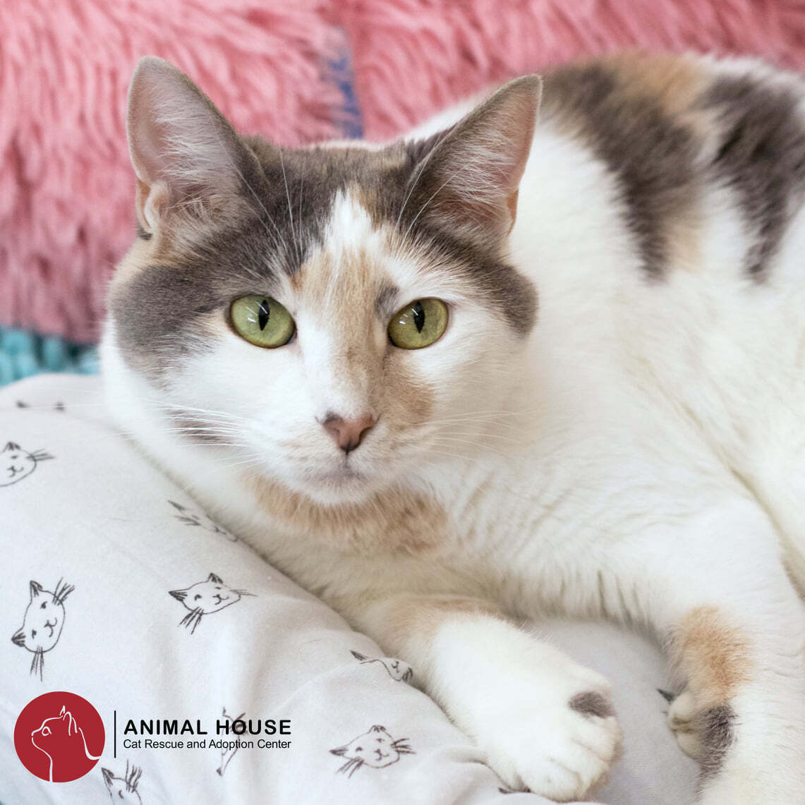 Cady, an adoptable Domestic Short Hair in St. Louis, MO, 63110 | Photo Image 1