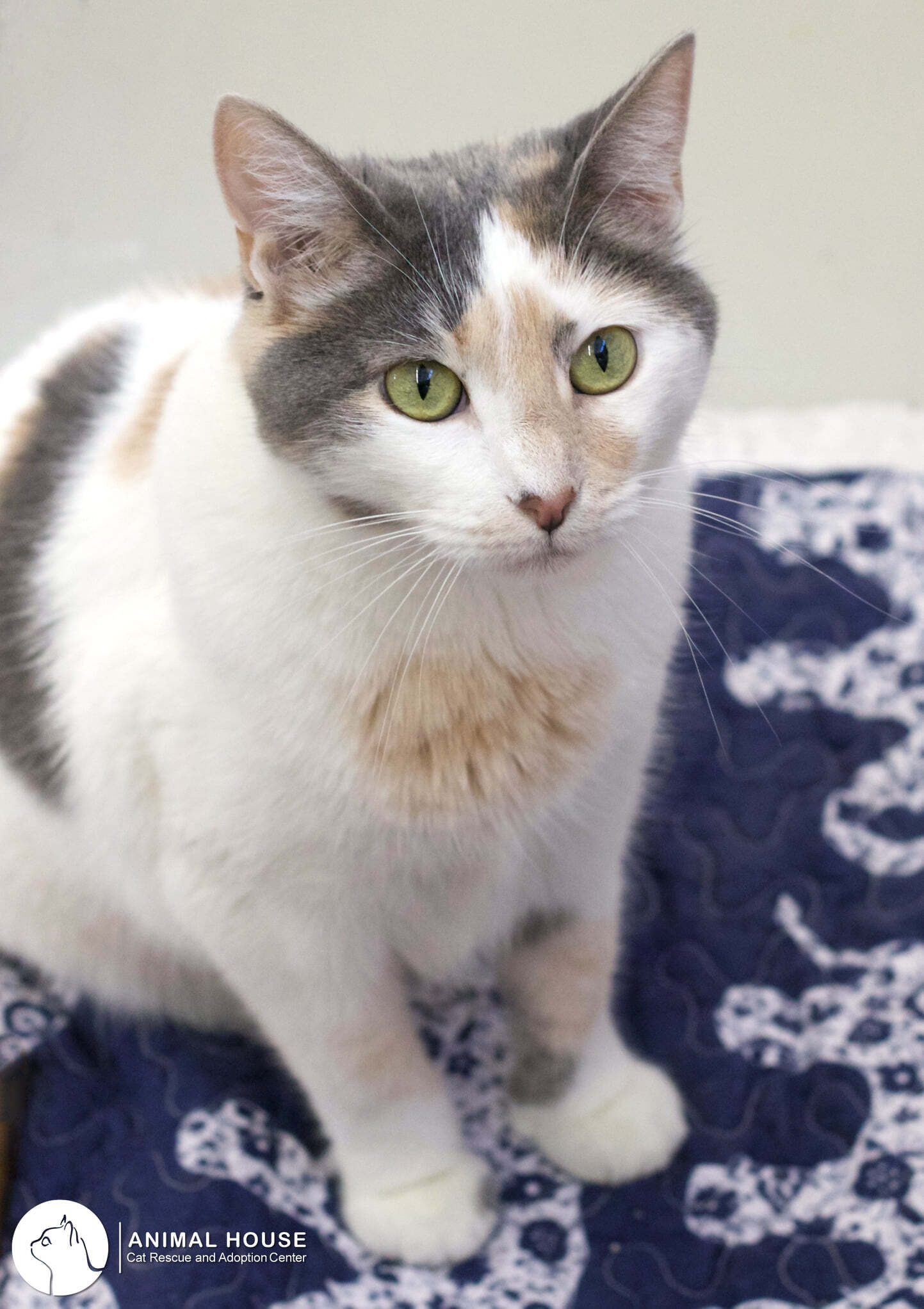 Cady, an adoptable Domestic Short Hair in St. Louis, MO, 63110 | Photo Image 2