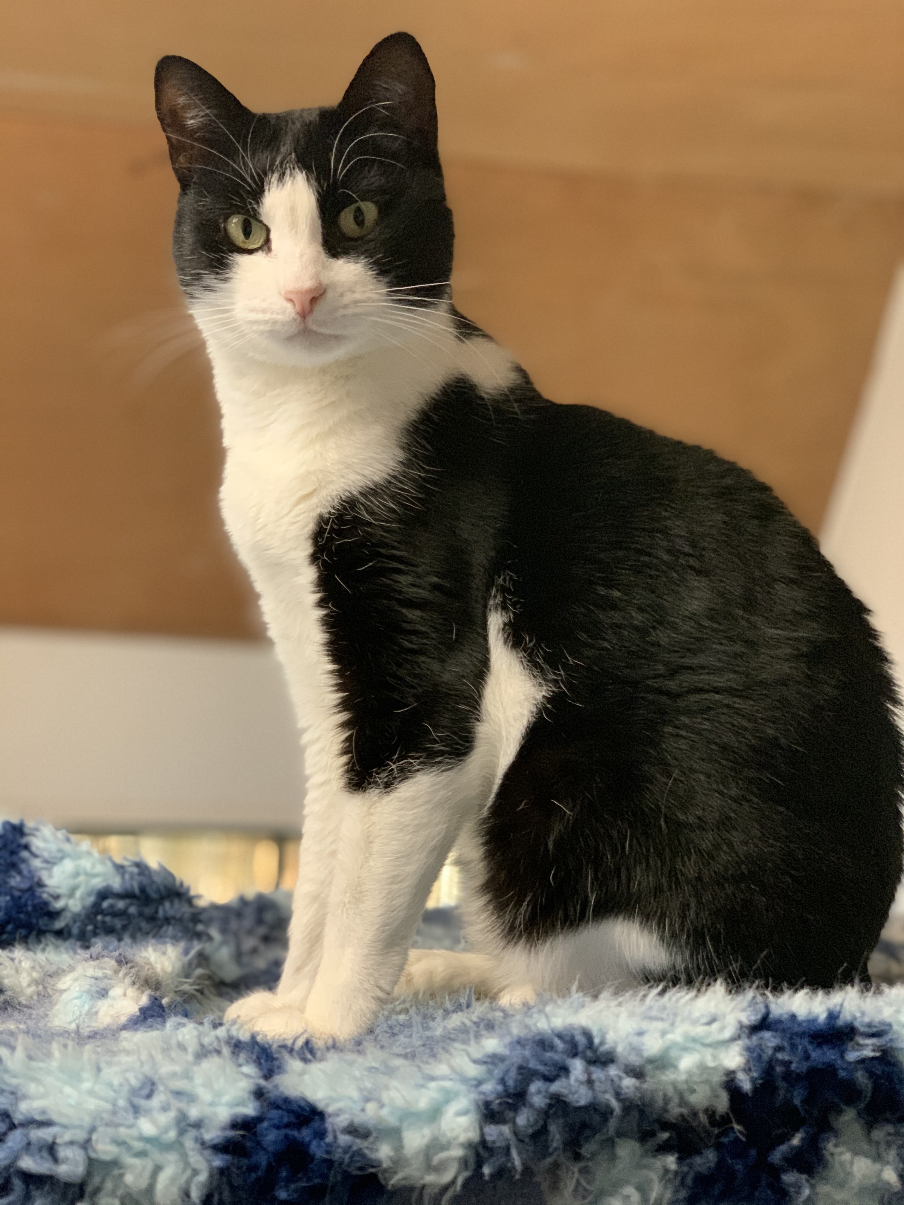 Cookie, an adoptable Domestic Short Hair in Berlin, MD, 21811 | Photo Image 1