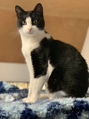Cookie, Young Female unknown