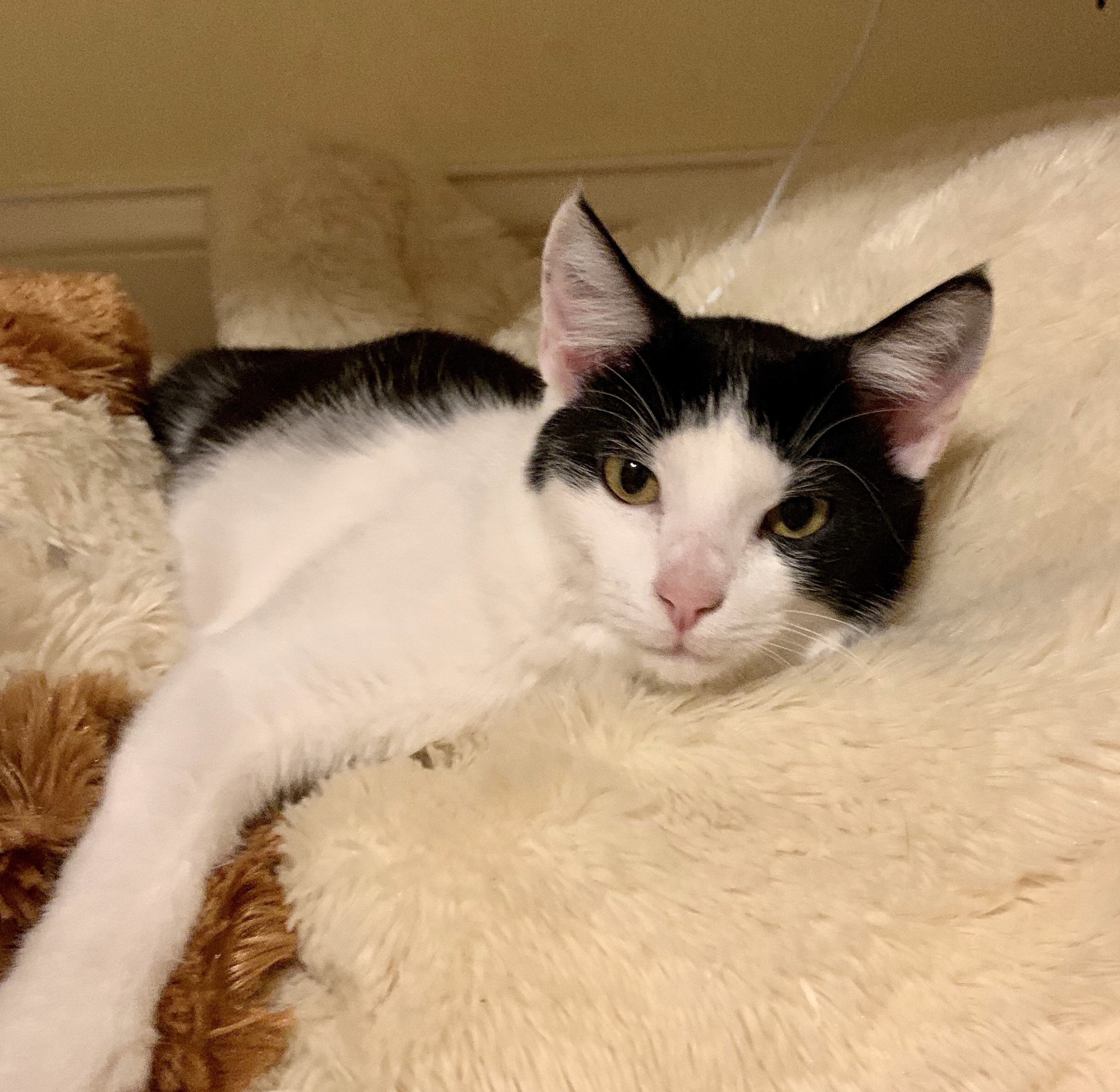 Violet, an adoptable Domestic Short Hair in Reynoldsburg, OH, 43068 | Photo Image 1