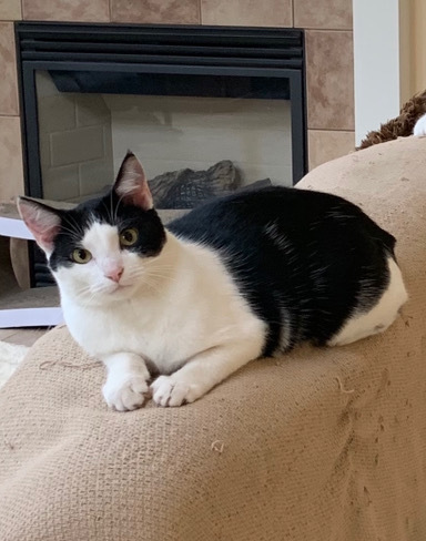 Violet, an adoptable Domestic Short Hair in Reynoldsburg, OH, 43068 | Photo Image 2