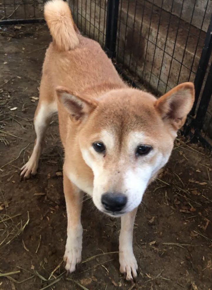 Dog For Adoption Foxy A Shiba Inu In Cherry Hill Nj