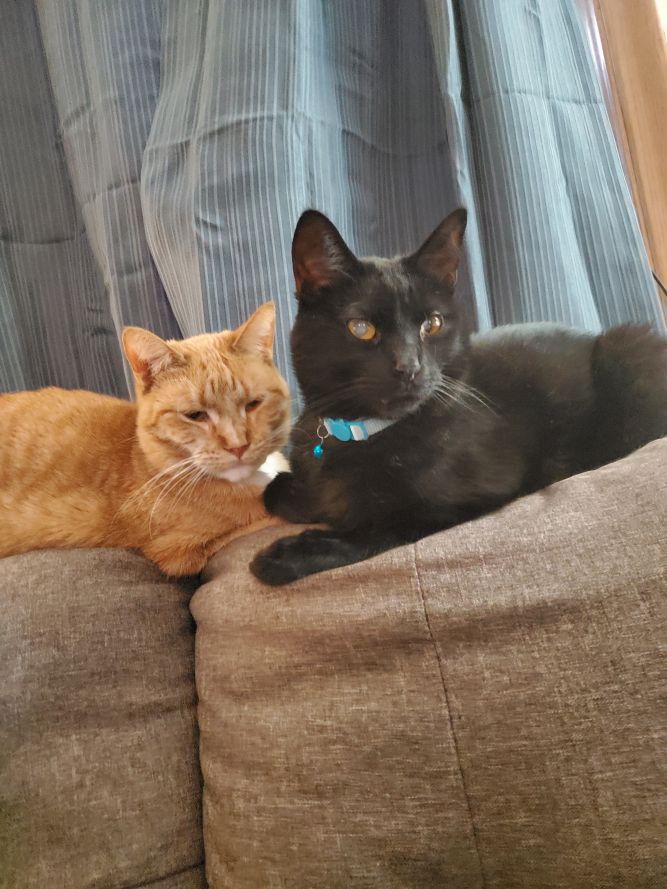 Onyx & Opal (Bonded Pair) - Not Currently Accepting New Applications (Waitlist Only)