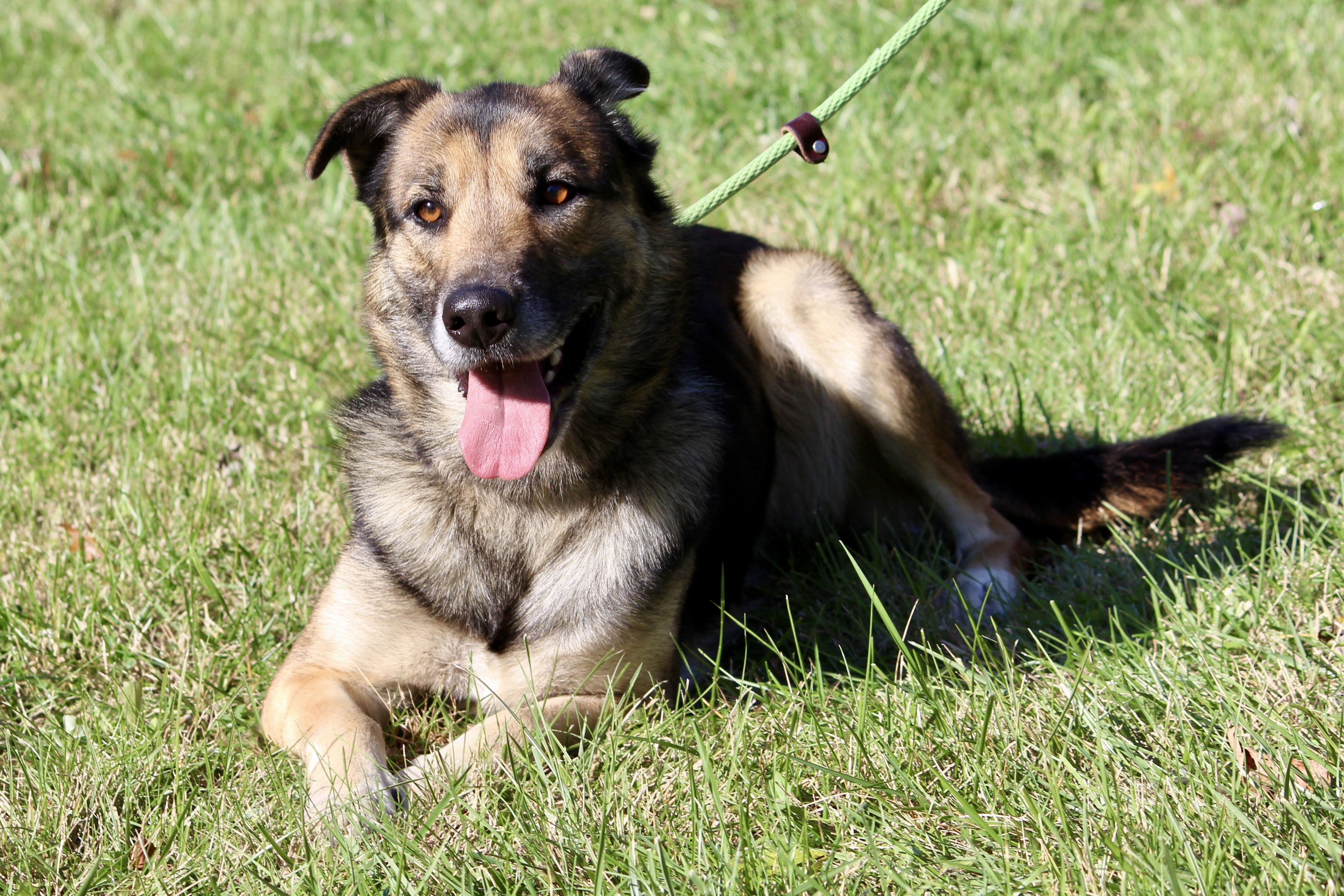 ELLIE (HERMIONE), an adoptable Shepherd in Brazil, IN, 47834 | Photo Image 1