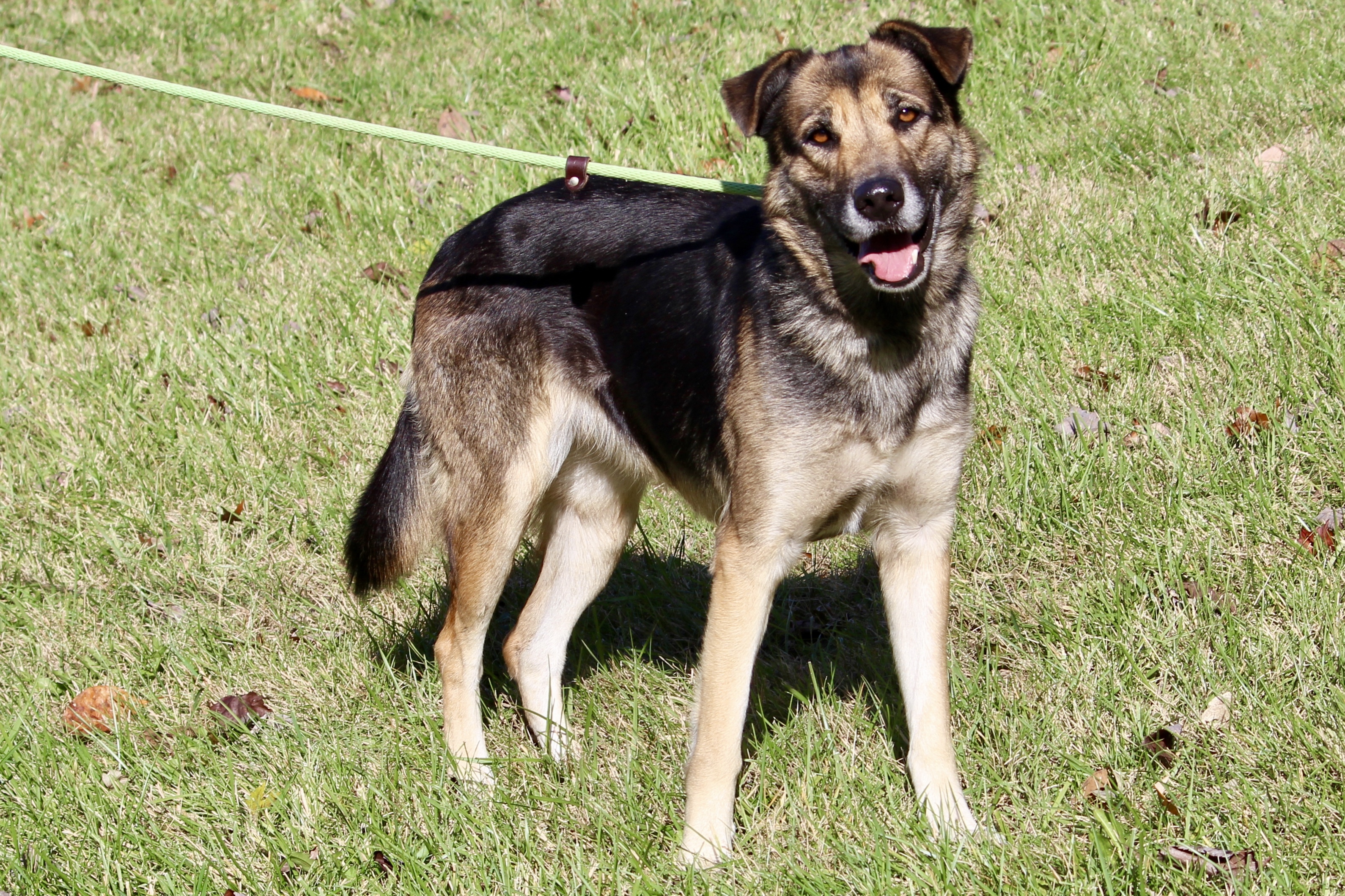 ELLIE (HERMIONE), an adoptable Shepherd in Brazil, IN, 47834 | Photo Image 2
