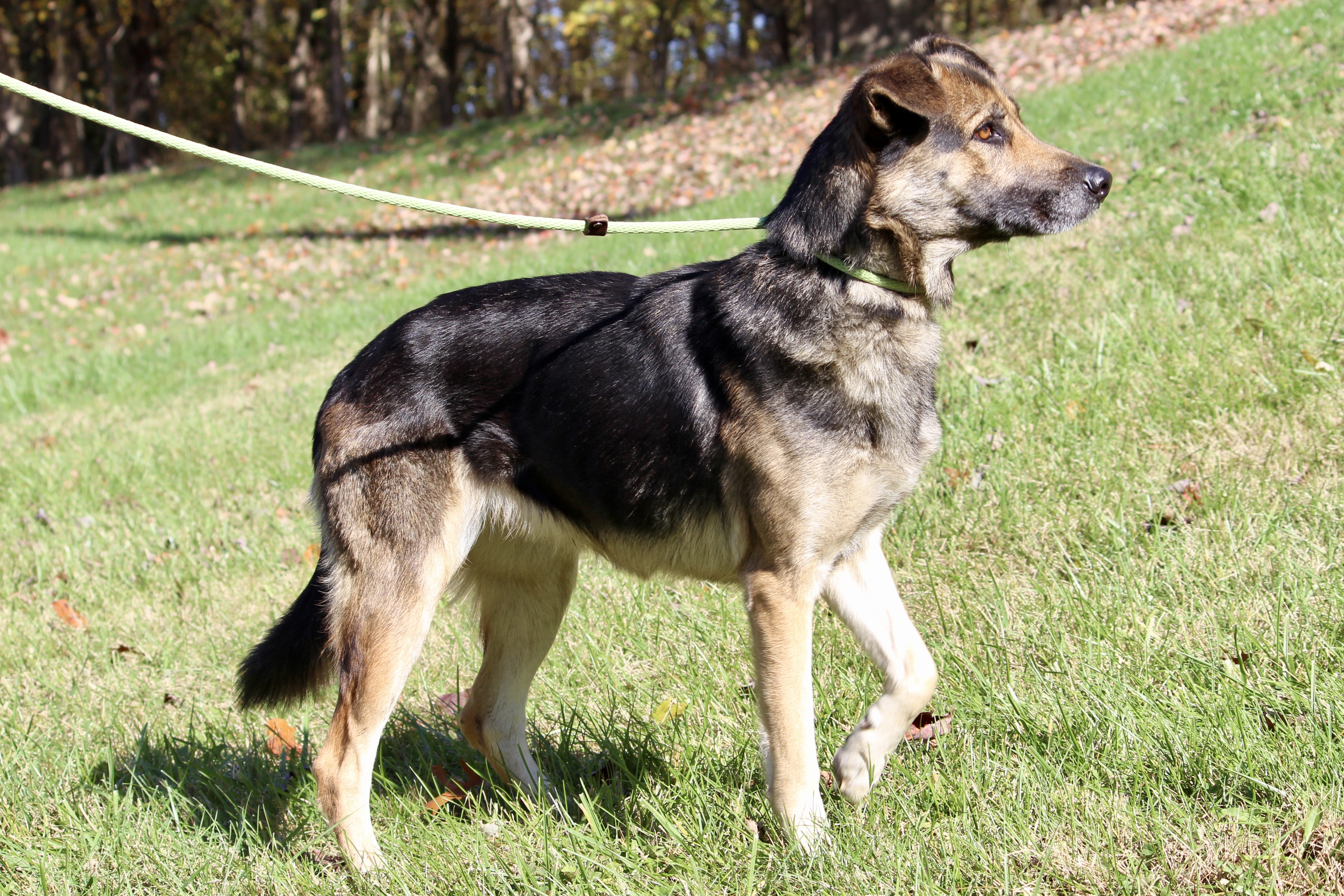 ELLIE (HERMIONE), an adoptable Shepherd in Brazil, IN, 47834 | Photo Image 3