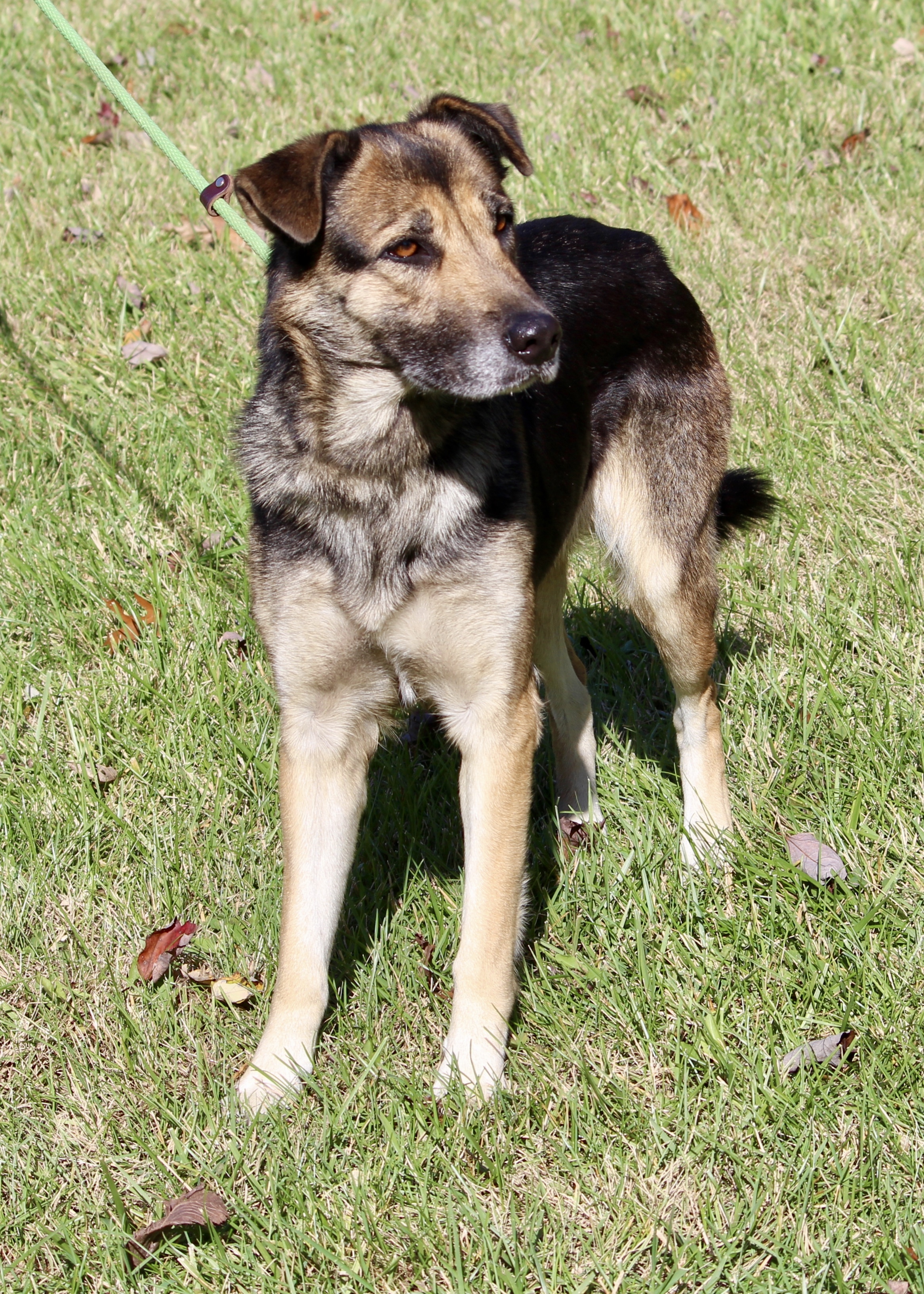 ELLIE (HERMIONE), an adoptable Shepherd in Brazil, IN, 47834 | Photo Image 4