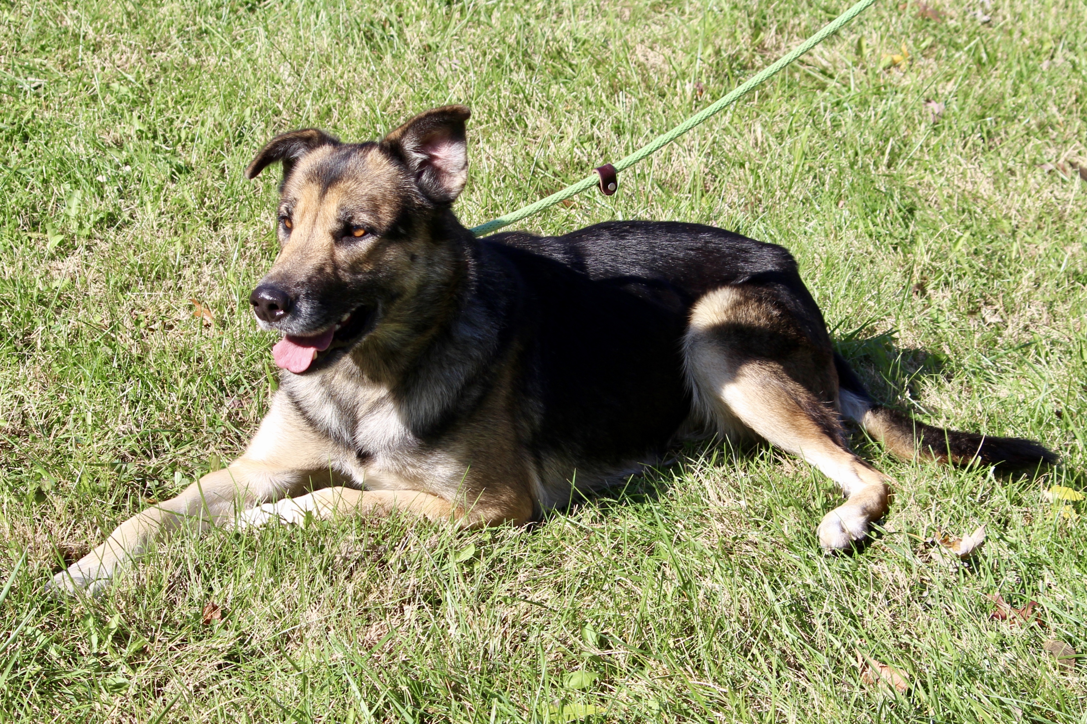 ELLIE (HERMIONE), an adoptable Shepherd in Brazil, IN, 47834 | Photo Image 5