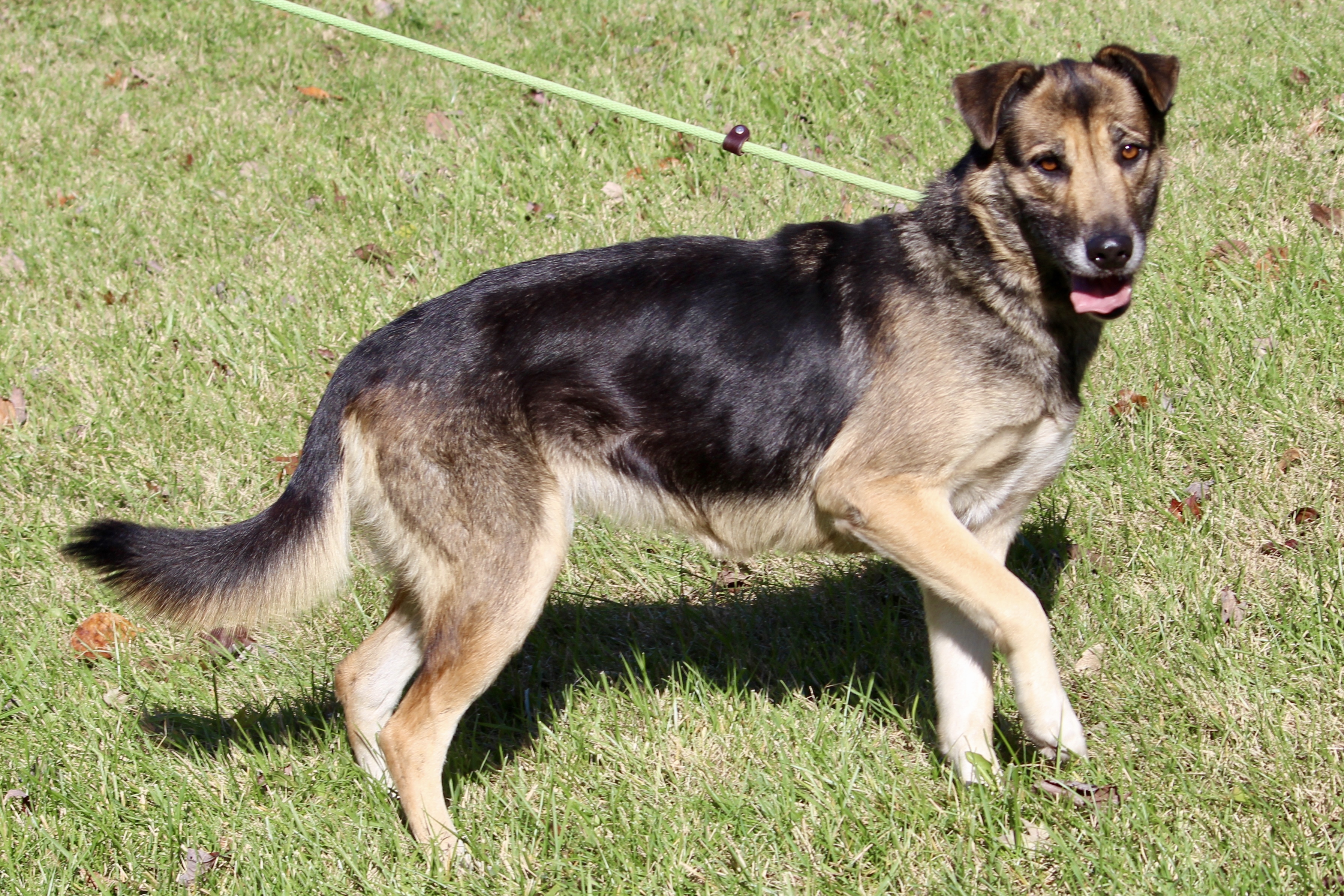 ELLIE (HERMIONE), an adoptable Shepherd in Brazil, IN, 47834 | Photo Image 6