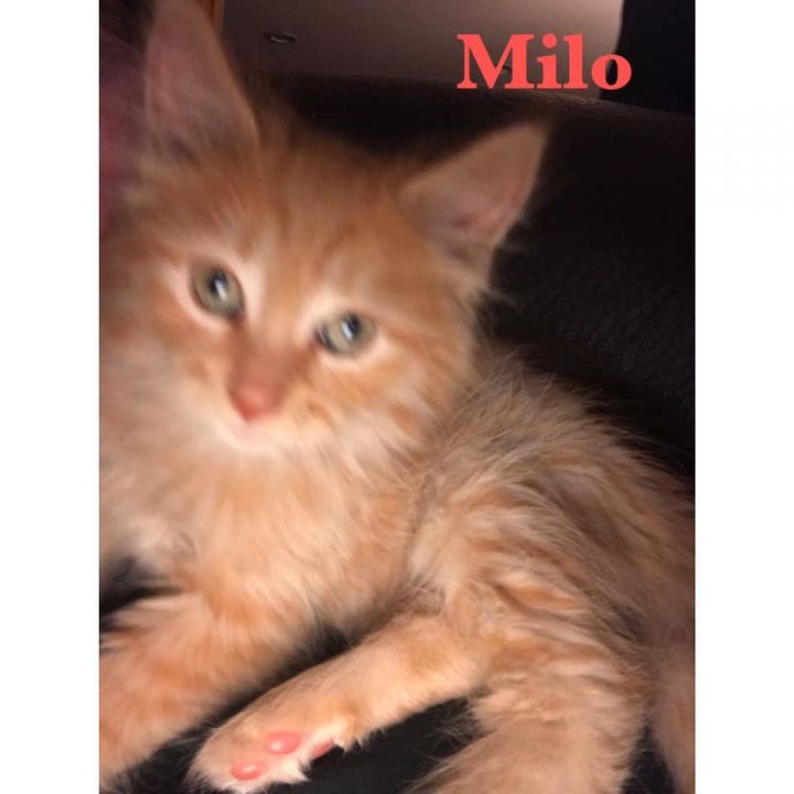 Milo 2